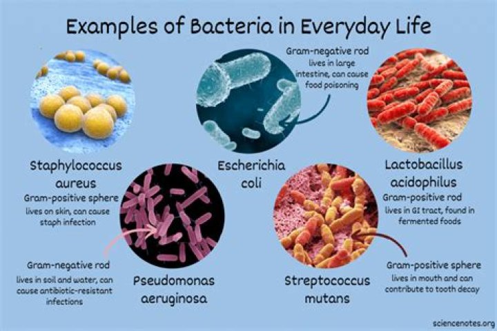 Why don t most other types of bacteria produce ulcers