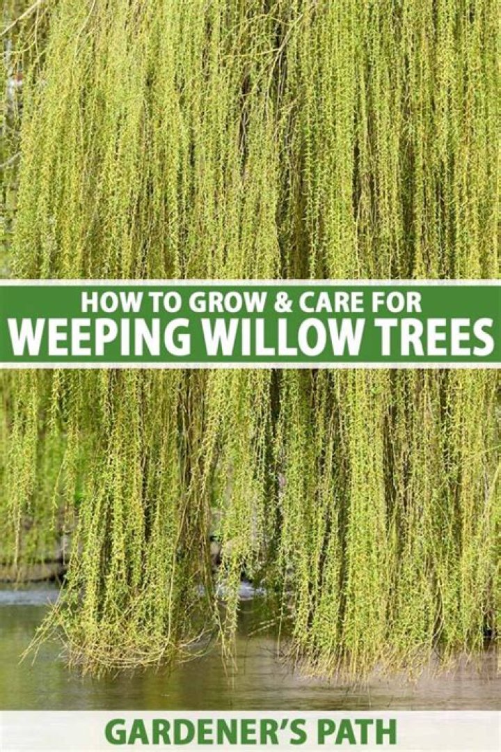 Why has my willow tree died