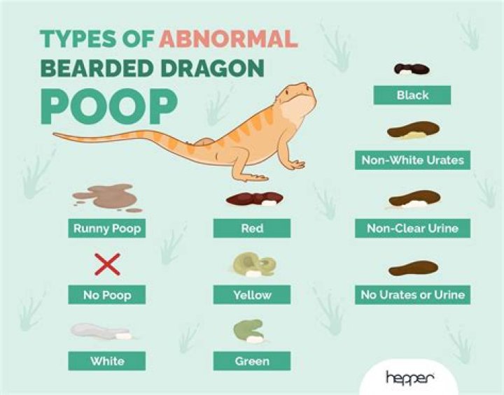 Why is crocodile poop white