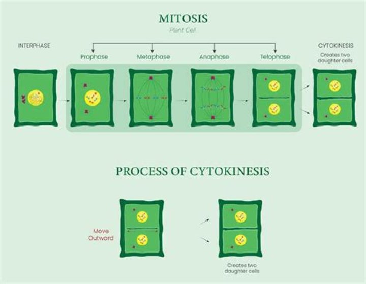 Why is cytokinesis not part of mitosis