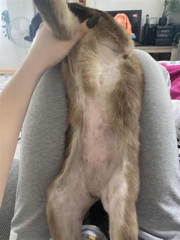 Why is my cat losing fur around his neck