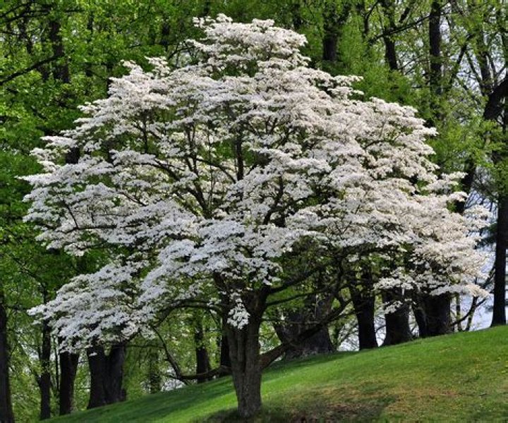Why is the dogwood tree called dogwood