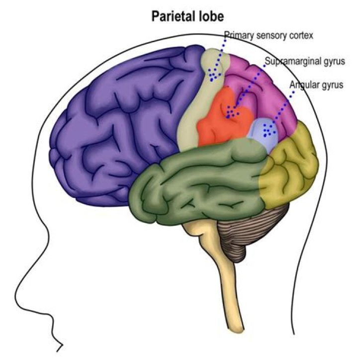 Why is the parietal lobe important