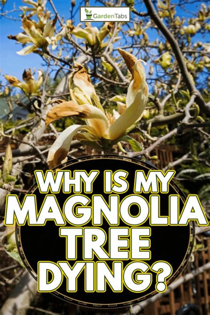 Why isnt my magnolia tree flowering