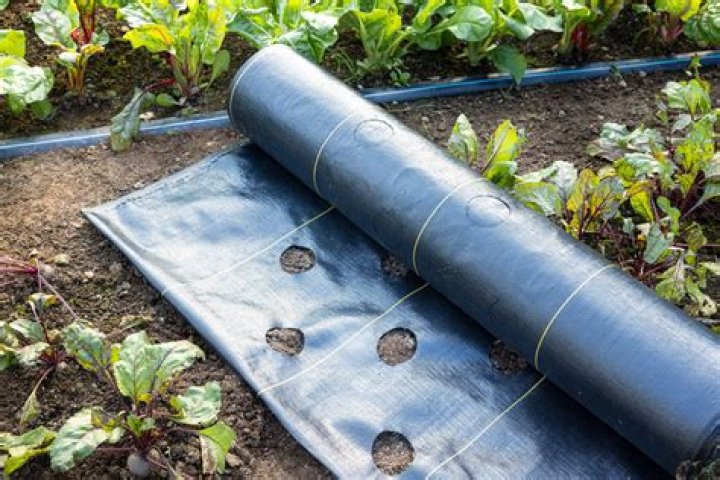 Will vegetable roots grow through landscape fabric